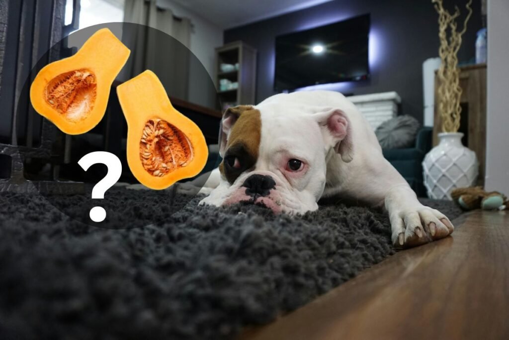 Can Dogs Eat Squash? A Complete Guide for Dog Parents