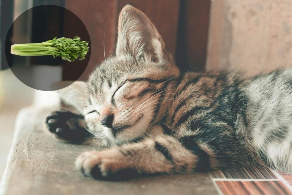 Can Cats Eat Celery? A Fellow Cat Parent's Complete Guide