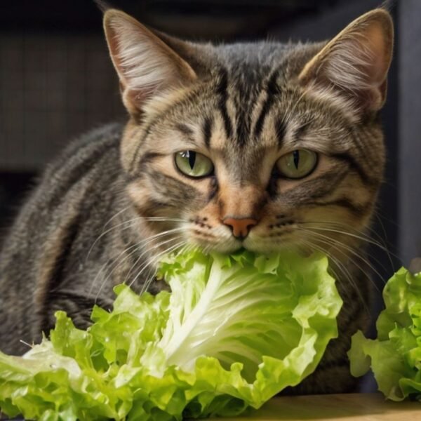 Can Cats Eat Lettuce? What I Learned as a Worried Cat Parent