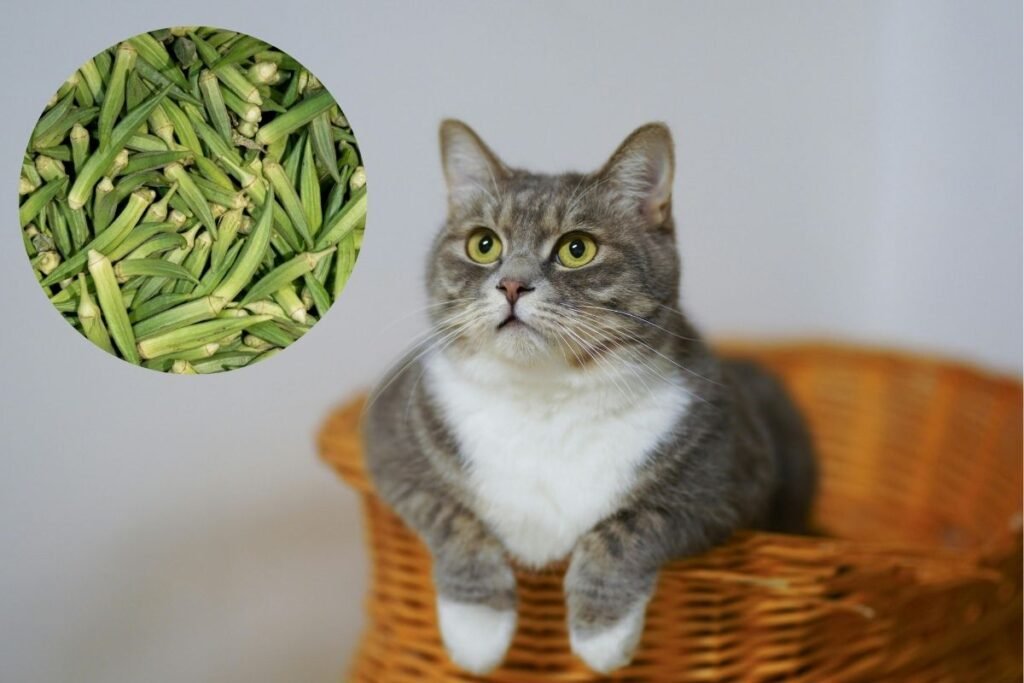 Can Cats Eat Okra? My Orange Cat's Kitchen Adventure Gone Wrong