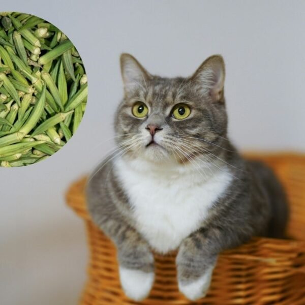 Can Cats Eat Okra? My Orange Cat’s Kitchen Adventure Gone Wrong