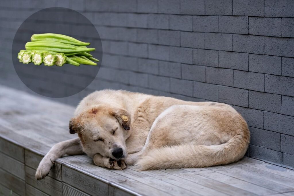 Can Dogs Eat Okra? The Complete Guide for Dog Owners