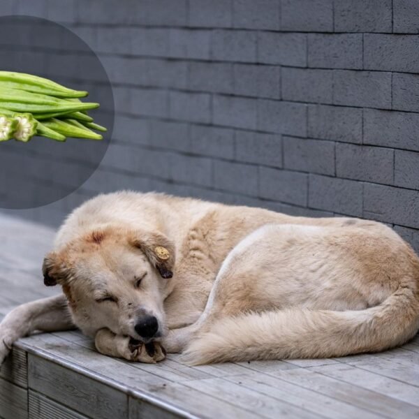 Can Dogs Eat Okra? The Complete Guide for Dog Owners