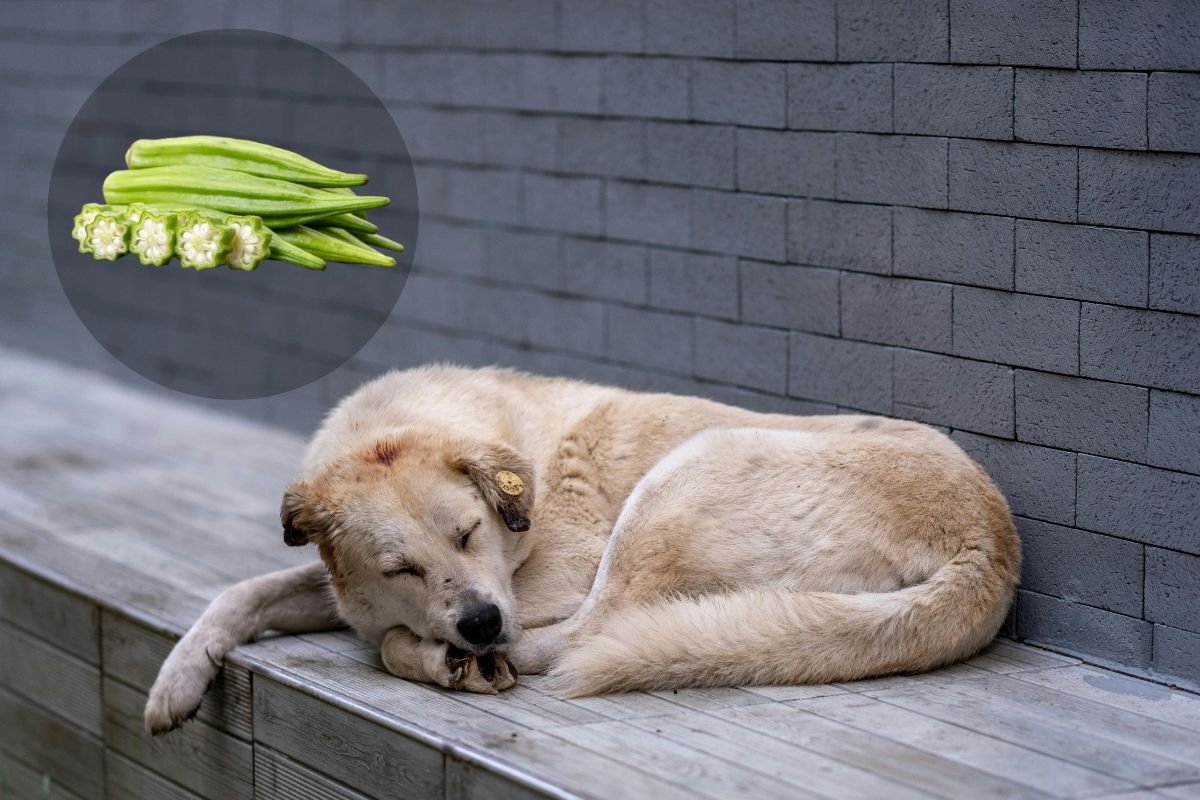 Can Dogs Eat Okra? The Complete Guide for Dog Owners